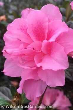 Autumn Carnation Encore Azalea - 7 Gallon Pot