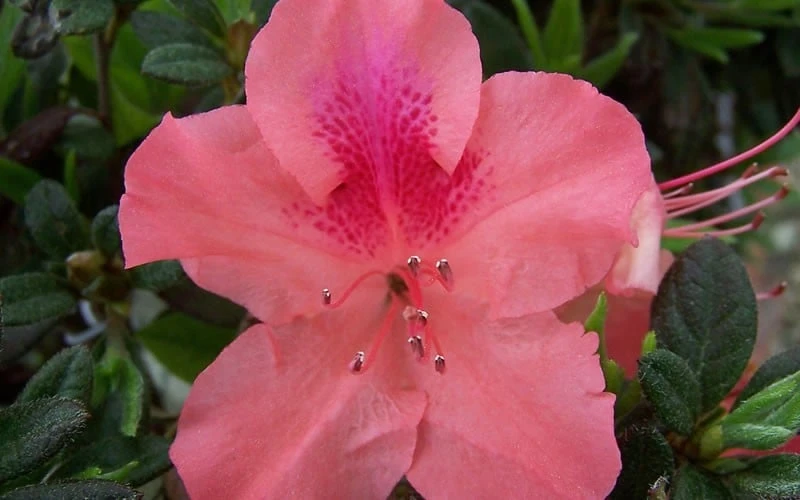 Autumn Coral Encore Azalea - 2 Gallon Pot - Image 4