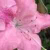Autumn Debutante Encore Azalea - 2 Gallon Pot