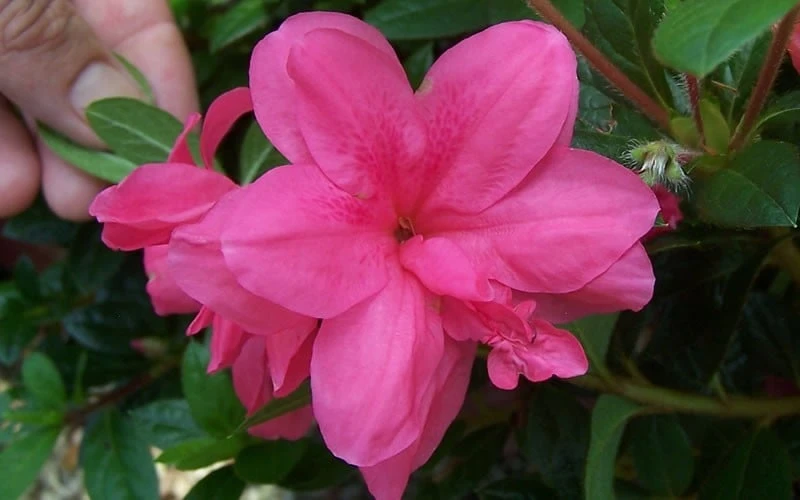 Autumn Empress Encore Azalea - 1 Gallon Pot - Image 4