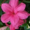 Autumn Empress Encore Azalea - 2 Gallon Pot