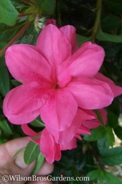 Autumn Empress Encore Azalea - 3 Gallon Pot