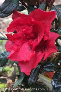 Autumn Fire Encore Azalea - 6 Pack Of 1 Gallon Pots