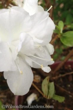 Autumn Moonlight Encore Azalea - 2 Gallon Pot