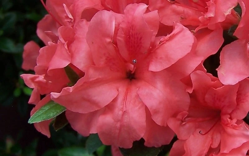 Autumn Princess Encore Azalea - 3 Gallon Pot - Image 4