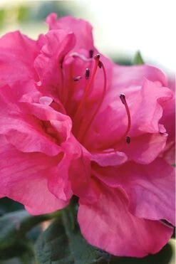 Autumn Rouge Encore Azalea - 6 Pack Of 1 Gallon Pots