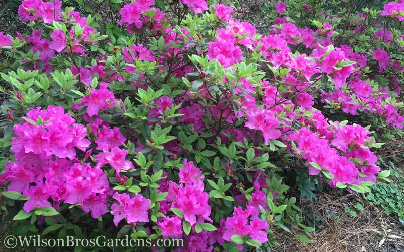 Autumn Royalty Encore Azalea - 6 Pack Of 1 Gallon Pots - Image 4