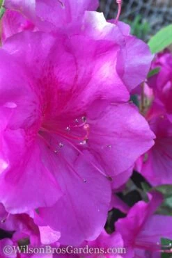 Autumn Royalty Encore Azalea - 6 Pack Of 1 Gallon Pots