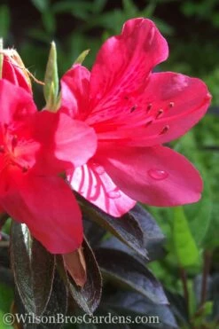 Autumn Ruby Encore Azalea - 3 Gallon Pot