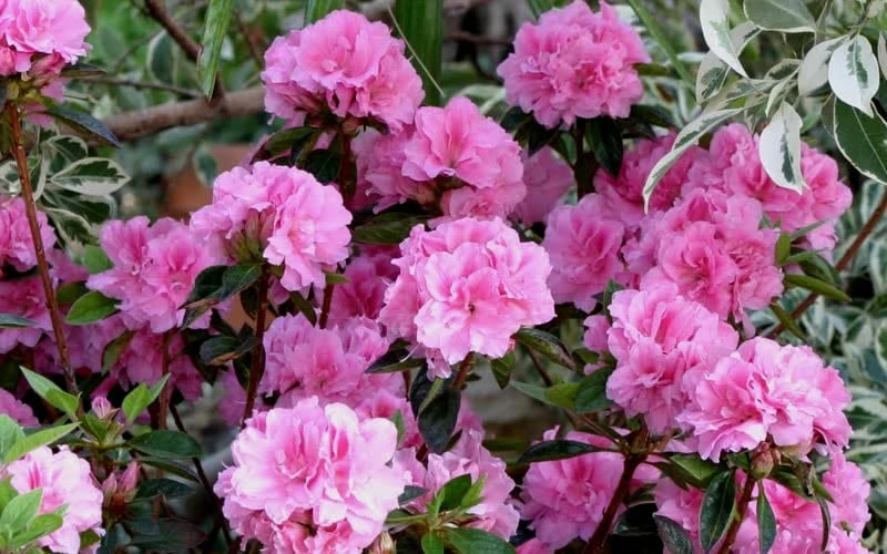 Autumn Carnation Encore Azalea - 1 Gallon Pot - Image 4