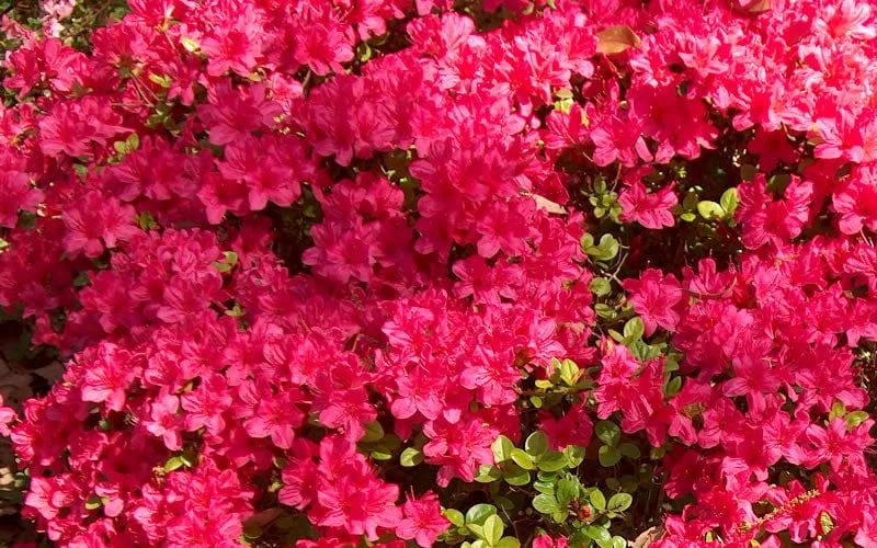 Autumn Cheer Encore Azalea - 2 Gallon Pot - Image 4