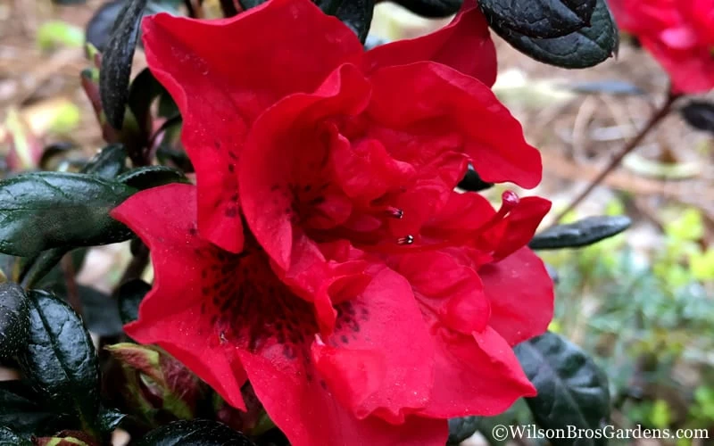 Autumn Fire Encore Azalea - 2 Gallon Pot - Image 6