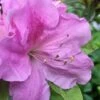 Autumn Lilac Encore Azalea - 6 Pack Of 1 Gallon Pots