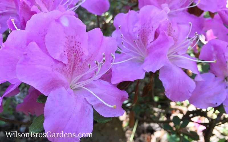 Autumn Lilac Encore Azalea - 3 Gallon Pot - Image 4