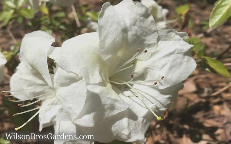 Autumn Moonlight Encore Azalea - 6 Pack Of 1 Gallon Pots - Image 4