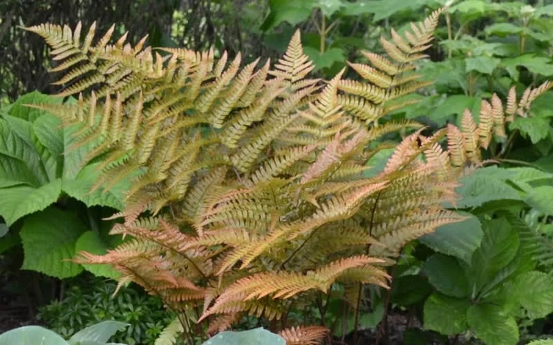 Autumn Fern (Dryopteris Erythrosora) - 10 Pack Of Quart Pots - Image 4
