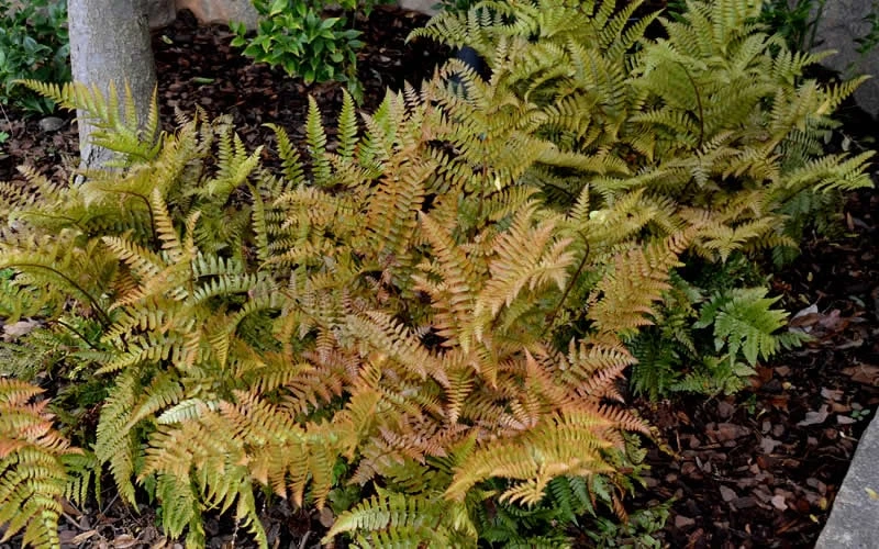 Autumn Fern (Dryopteris Erythrosora) - 10 Pack Of Quart Pots - Image 5