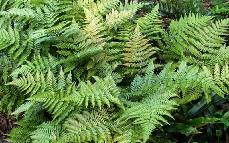 Autumn Fern (Dryopteris Erythrosora) - 10 Pack Of Quart Pots - Image 7