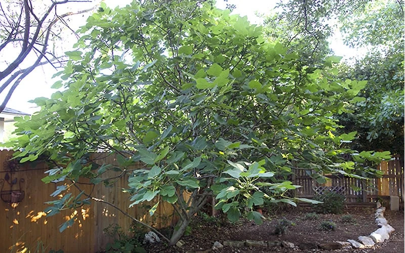 Texas Everbearing Fig Tree - 3 Gallon Pot - Image 6