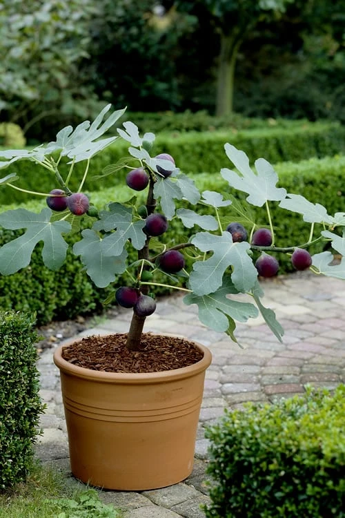 Texas Everbearing Fig Tree - 3 Gallon Pot - Image 5