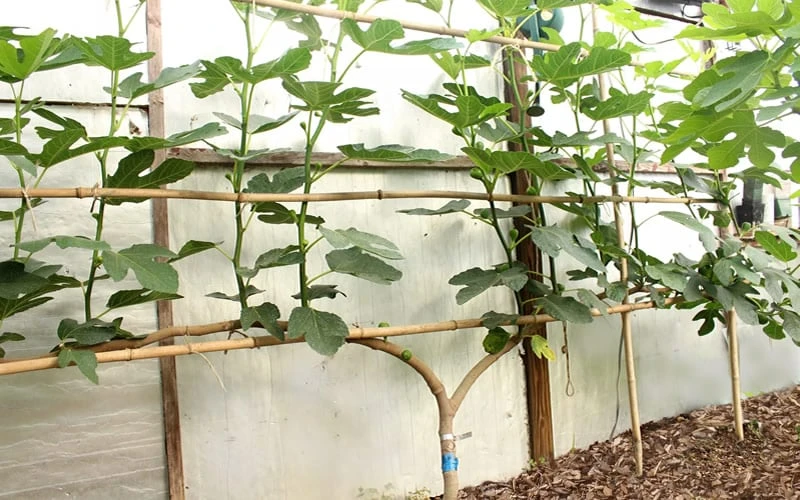 Texas Everbearing Fig Tree - 3 Gallon Pot - Image 7