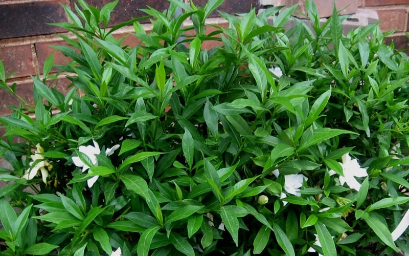 Radicans Creeping Dwarf Gardenia - 3 Gallon Pot - Image 7