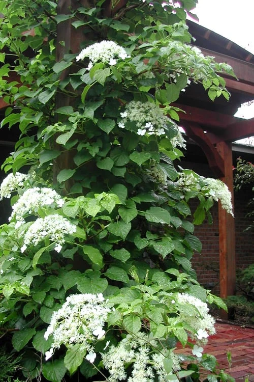 Climbing Hydrangea 'Petiolaris' - 2 Gallon Pot - Image 8