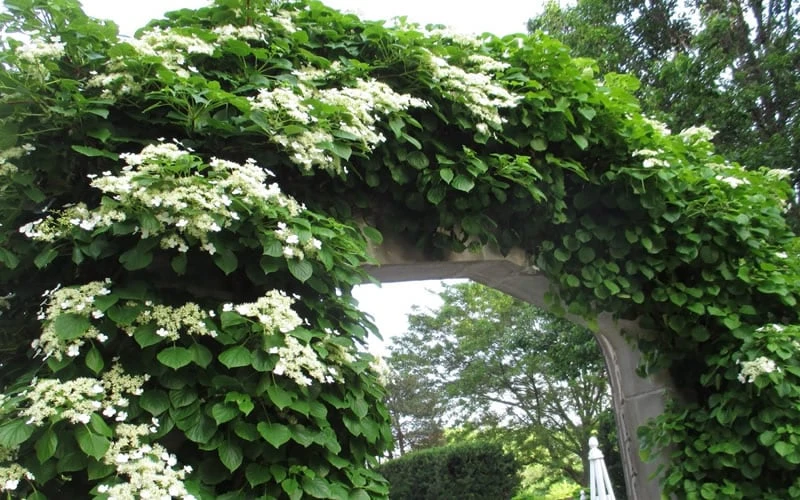 Climbing Hydrangea 'Petiolaris' - 2 Gallon Pot - Image 9