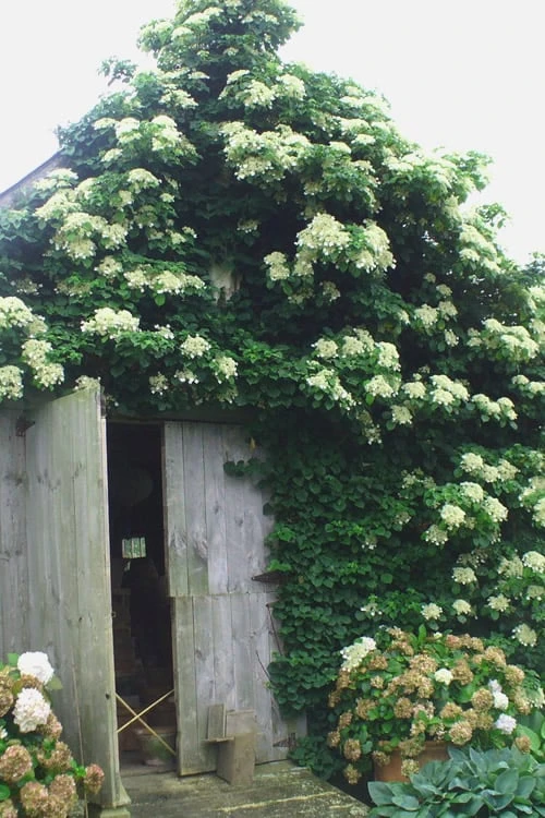 Climbing Hydrangea 'Petiolaris' - 2 Gallon Pot - Image 4