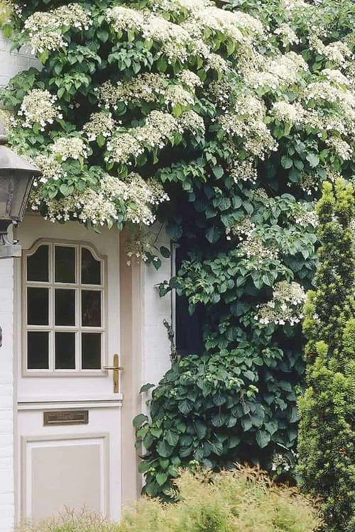 Climbing Hydrangea 'Petiolaris' - 2 Gallon Pot - Image 5