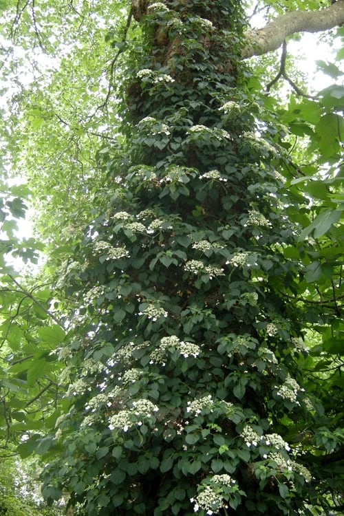 Climbing Hydrangea 'Petiolaris' - 2 Gallon Pot - Image 6