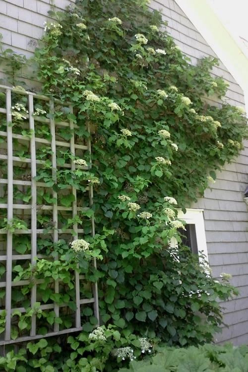 Climbing Hydrangea 'Petiolaris' - 2 Gallon Pot - Image 11