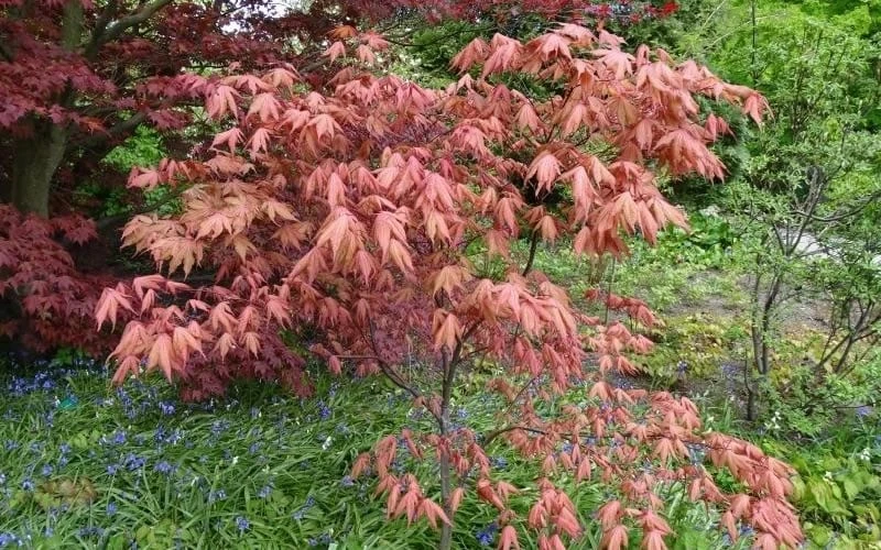 Amber Ghost Japanese Maple - 3 Gallon Pot - Image 4