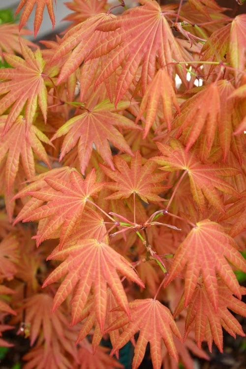 Autumn Moon Japanese Maple - 2 Gallon Pot