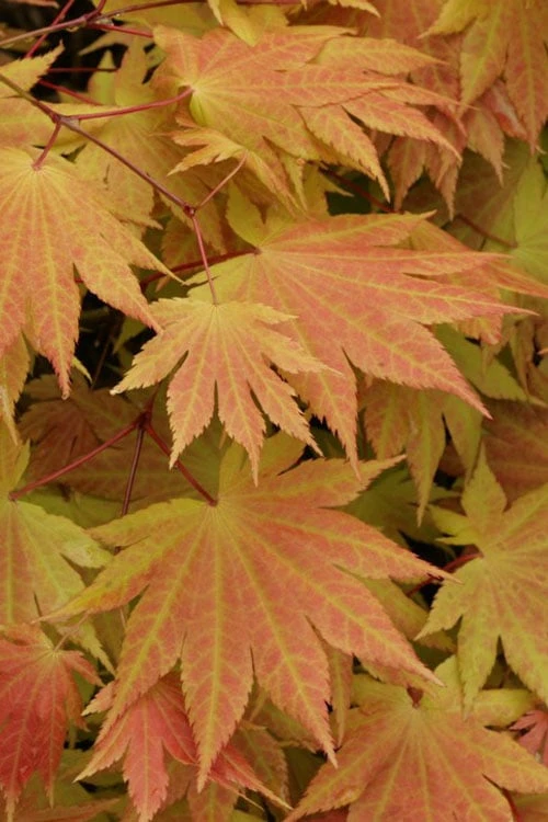 Autumn Moon Japanese Maple - 2 Gallon Pot - Image 4