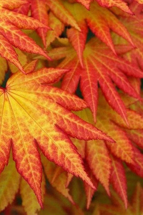 Autumn Moon Japanese Maple - 2 Gallon Pot - Image 5