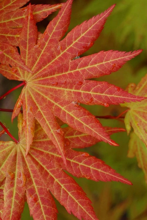 Autumn Moon Japanese Maple - 2 Gallon Pot - Image 6