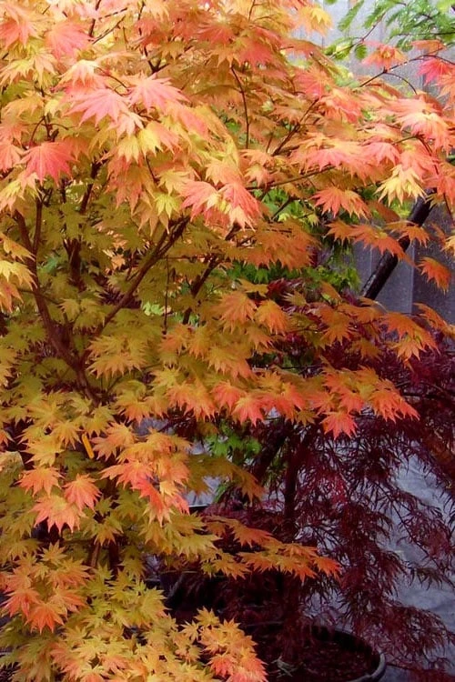 Autumn Moon Japanese Maple - 3 Gallon Pot (3-3.5') - Image 7