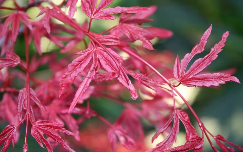 Beni Fushigi Japanese Maple - 1 Gallon Pot - Image 4