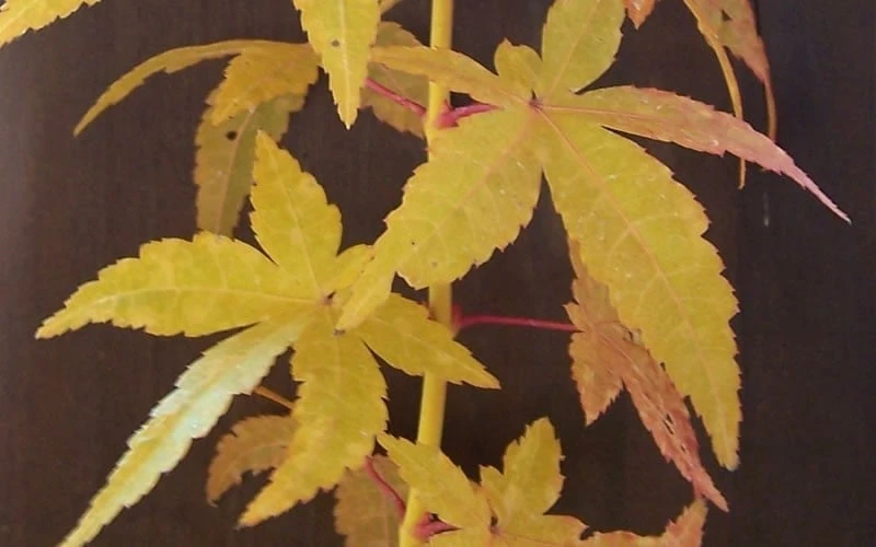 Bihou Yellow Bark Japanese Maple - 1 Gallon Pot - Image 4