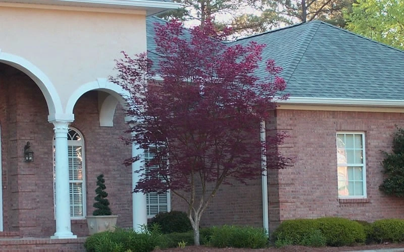 Bloodgood Red Leaf Japanese Maple - 1 Gallon Pot - Image 8