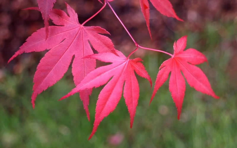 Bloodgood Red Leaf Japanese Maple - 1 Gallon Pot - Image 6