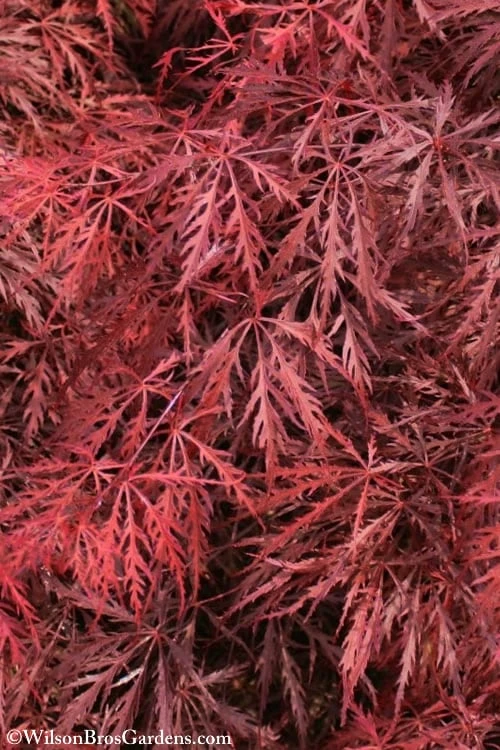Firefall Lace Leaf Japanese Maple - 5 Gallon Pot - Image 6