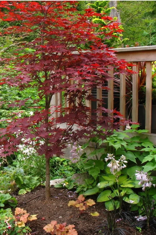 Fireglow Red Leaf Japanese Maple - 3 Gallon Pot - Image 4