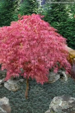 Hana Matoi Pink Leaf Japanese Maple - Acer Palmatum - 3 Gallon Pot