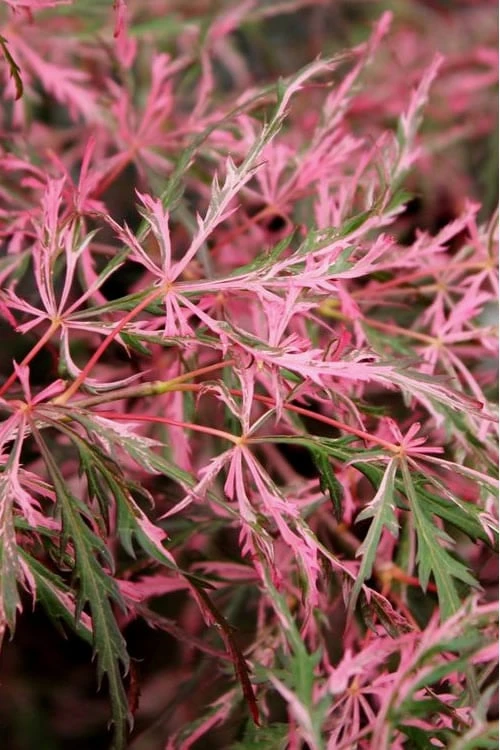 Hana Matoi Pink Leaf Japanese Maple - 6 Gallon Pot - Image 4