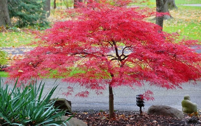 Inaba Shidare Red Japanese Maple - 3 Gallon Pot - Image 5
