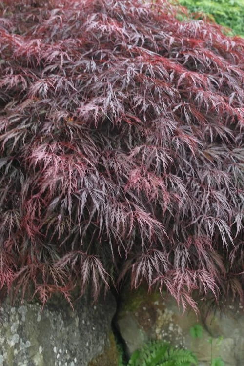 Inaba Shidare Red Japanese Maple - 3 Gallon Pot - Image 4