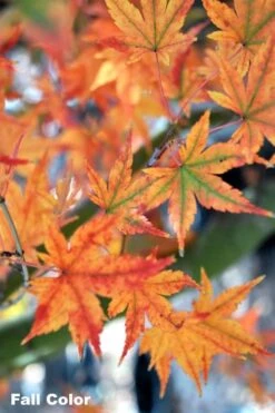 Japanese Sunrise Japanese Maple - 3 Gallon Pot