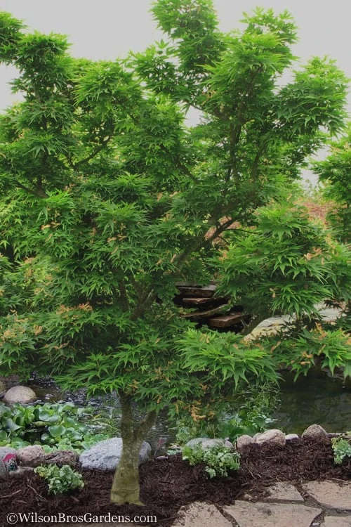 Mikawa Yatsubusa Japanese Maple - 5 Gallon Pot - Image 4